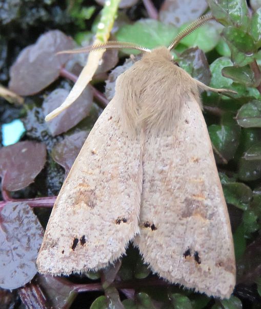  Twin Spotted Quaker  